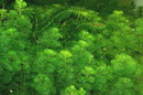 Cabomba Caroliniana